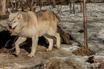 The International Wolf Center in Ely, Minnesota houses several Great Wolves