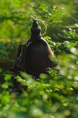 Fototapeta premium vintage leather canteen laying on a mossy ground in forest
