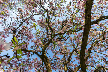 Magnolien