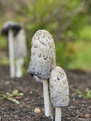 Mushroom (Shaggy Mane) budding during early Spring