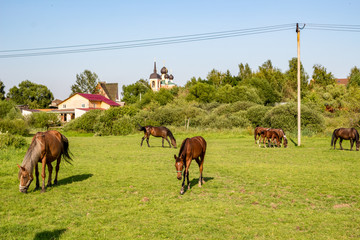 Rural landscape. Pasture in the Russian countryside

