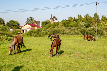 Obraz premium Rural landscape. Pasture in the Russian countryside 