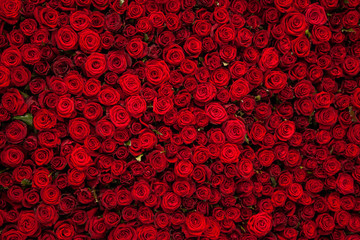 Red roses texture and background - obrazy, fototapety, plakaty