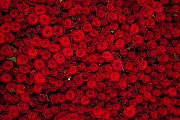 Foto op Aluminium Rode rozen textuur en achtergrond © adragan