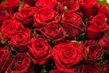 Fototapeta premium Red roses texture and background