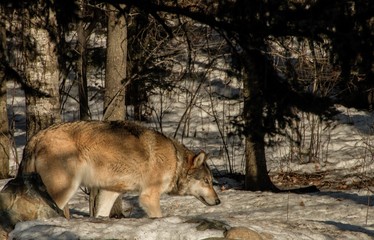 The International Wolf Center in Ely, Minnesota houses several Great Wolves