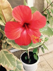 Hibiscus 