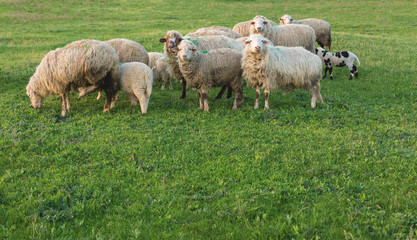 Obraz na płótnie Canvas Sheep and goats graze on green grass in spring