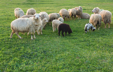 Sheep and goats graze on green grass in spring