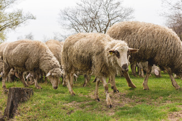 Sheep and goats graze on green grass in spring