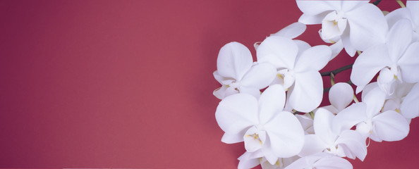 Banner White Orchid banner on red background.