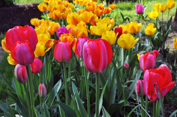 Beautiful tulips flowers, background. Tulips flowers in the garden, during spring season.