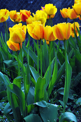 Beautiful tulips flowers, background. Tulips flowers in the garden, during spring season.