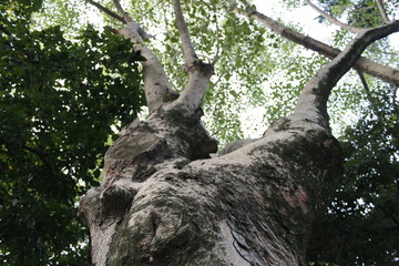tree texture above