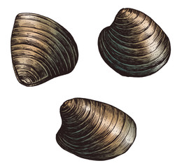 Hand drawn clam bivalve mollusc © Rawpixel.com