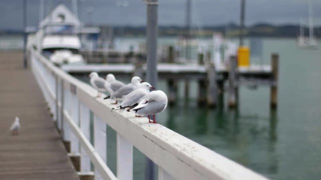 Seagull cleaning wings on fence at dock.
