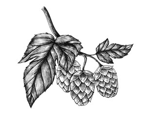 Hand-drawn hops, flavoring and stability agent in beer