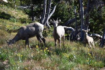Big Horn Sheep, wildlife, mammals, Yellowstone, Grand Teton, National Park, America, USA, nature