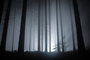 fog in a forest at night with mysterious light in the distance