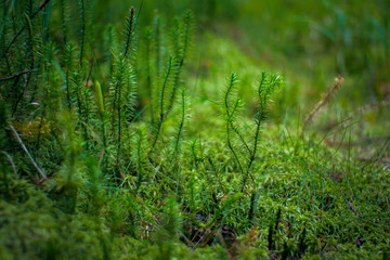 detail of a fresh green moss plant