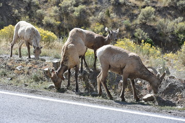 Big Horn Sheep, wildlife, mammals, Yellowstone, Grand Teton, National Park, America, USA, nature