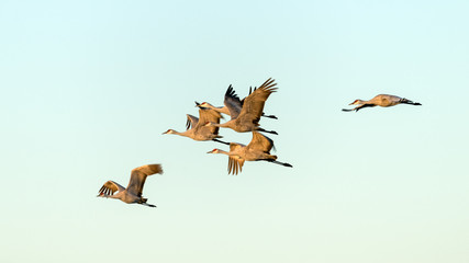 Sandhill cranes fly north for summer with a clear sky