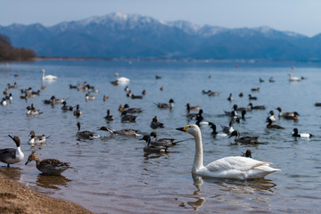 Group of whooper swans (Cygnus) on blue lagoon