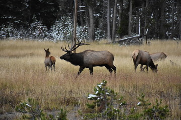 Naklejka na ściany i meble Elk, wildlife, mammals, Yellowstone, Montana, National Park