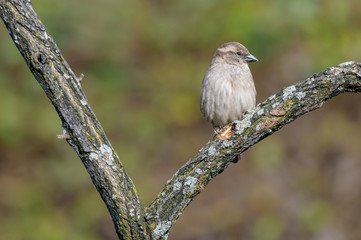 White-throated Sparrow perched on a branch