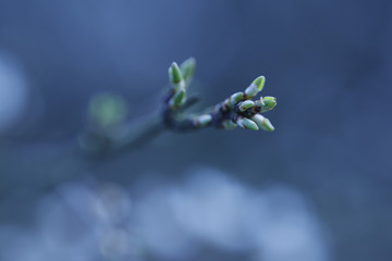 Buds on branches