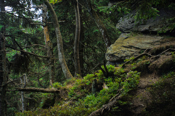 Fototapeta na wymiar interesting green moody spruce forest landscape
