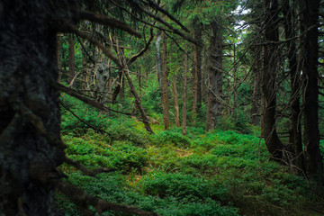 interesting green moody spruce forest landscape