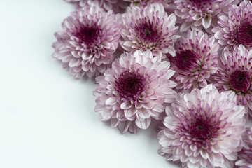 Mum flowers background