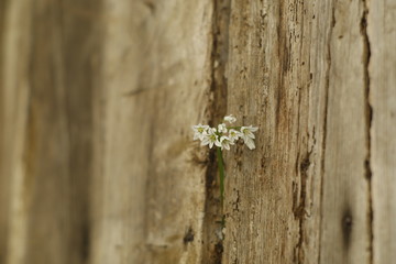 white flowers on wooden door