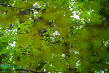 details of a fresh green summer leaves on a tree
