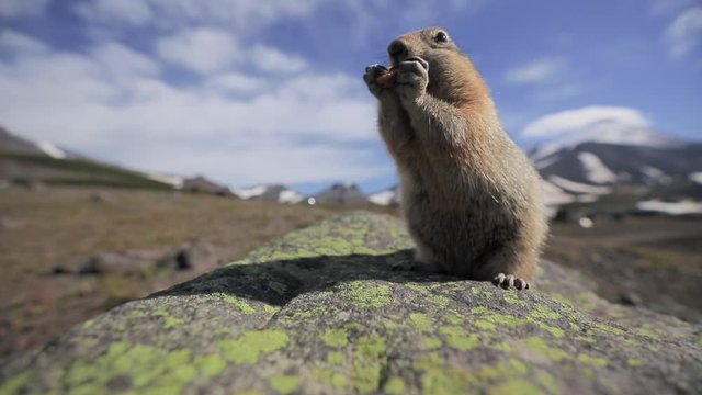 Hoffer is eating nutmeg. Alaska, America.