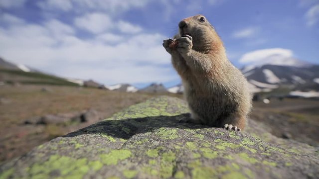 Hoffer is eating nutmeg. Alaska, America.
