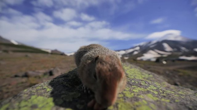 Hoffer is eating nutmeg. Alaska, America.