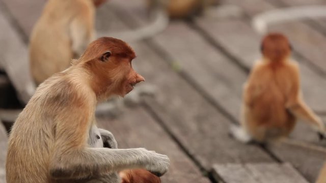 Large nosed alpha male proboscis monkey in Borneo, Malaysia