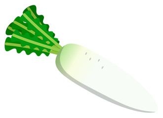 大根