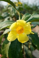 Fototapeta premium yellow Allamanda cathartica flower in nature garden