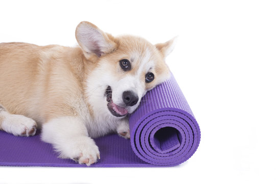 corgi dog on a yoga mat, concentrating for exercise, isolated on white background