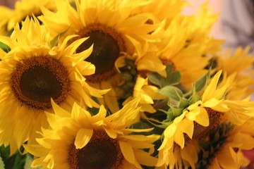 sunflowers