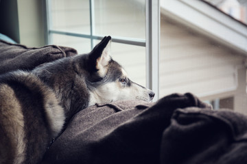 Siberian Husky dog looking out window