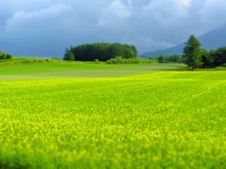 北海道の夏の田園風景