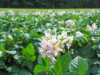 ジャガイモの花が咲き競う