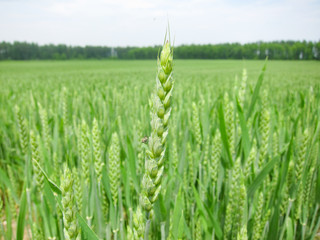 北海道の麦畑