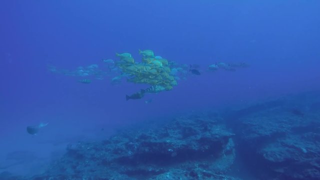 Panamic porkfish (Anisotremus taeniatus),colorful yellow fish in a school, baitball or tornado, the Sea of Cortez. Cabo Pulmo, Baja California Sur, Mexico. Cousteau named it The world's aquarium.