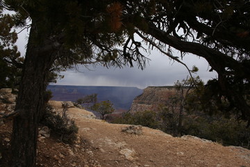 Grand Canyon Through Trees