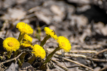 Tussilago farfara, commonly known as coltsfoot in April in the spring